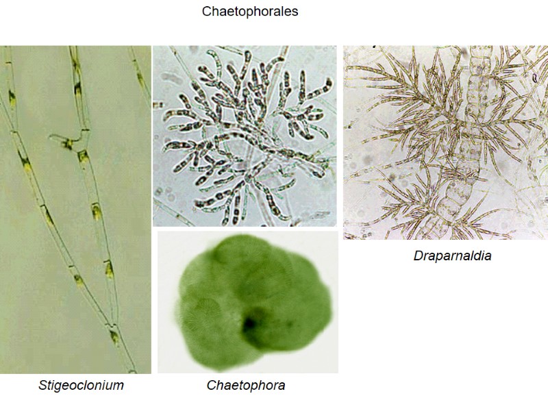 Chaetophorales  Draparnaldia Chaetophora Stigeoclonium